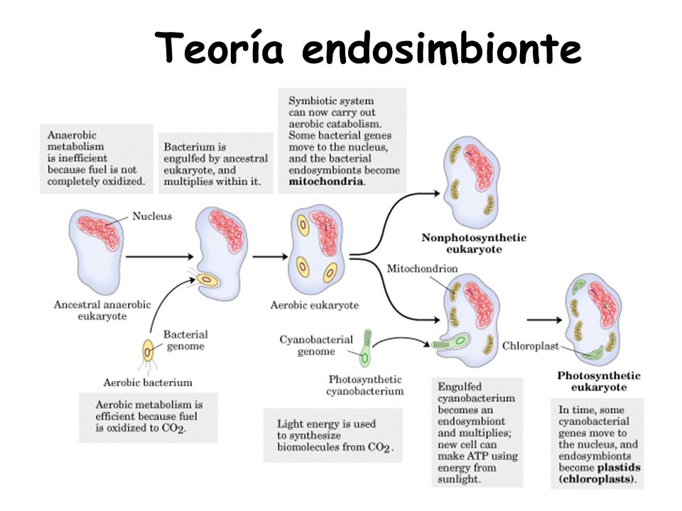 Para qué sirven las mitocondrias